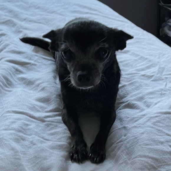 Meet your Posher - Picture 1 of 1